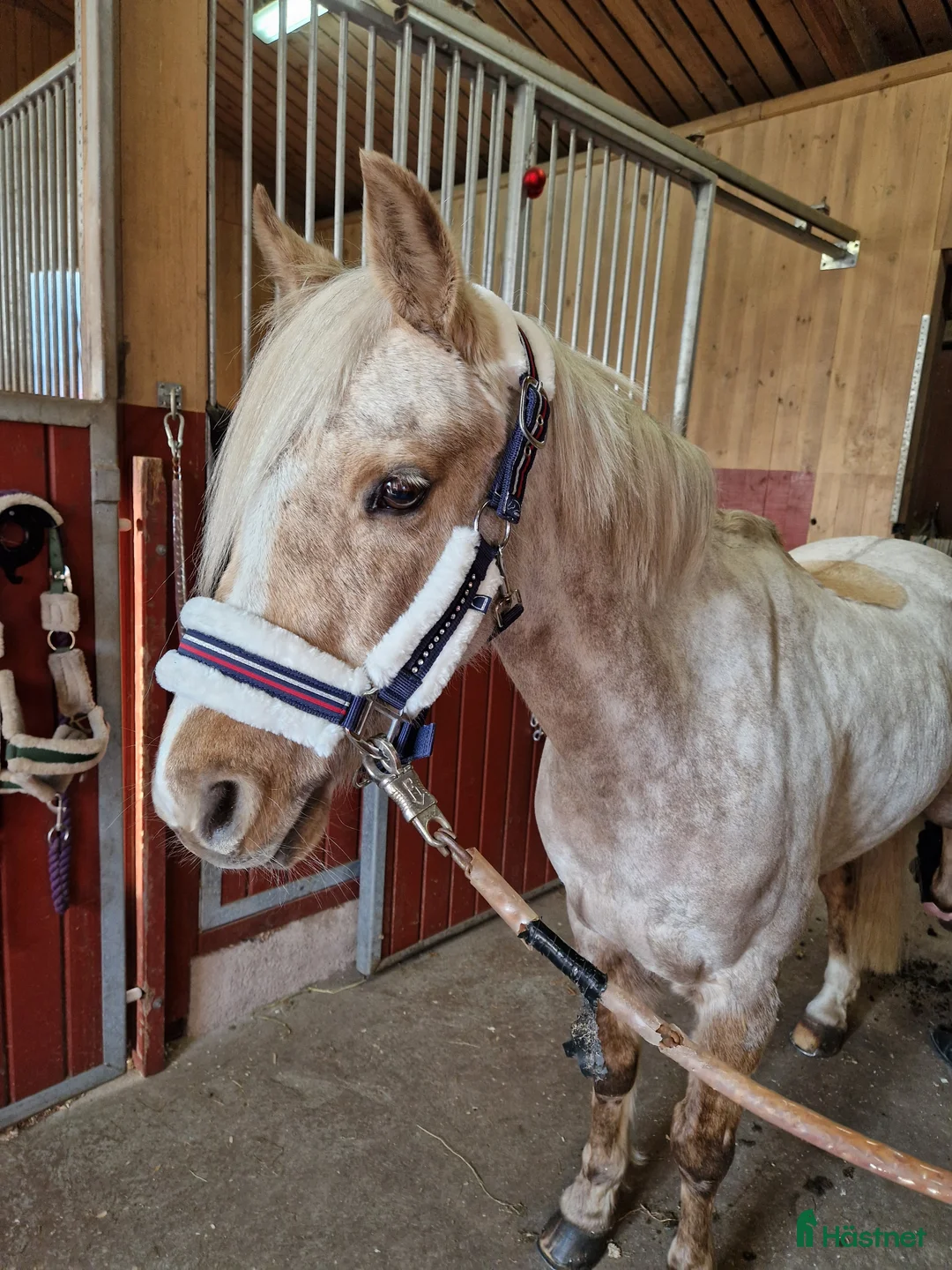 Allround hästar till salu: 🌟 Lyxig B-ponny f-12 🌟 - Annons 2