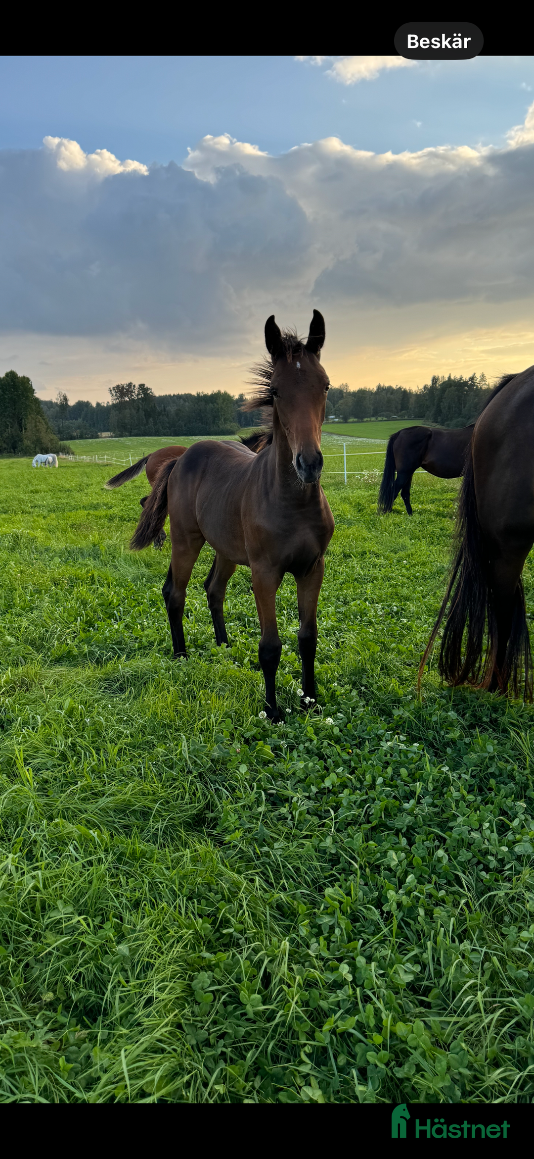 Hoppning hästar till salu: Don't Touch Tiji Hero! i Östra Ämtervik - Annons 3