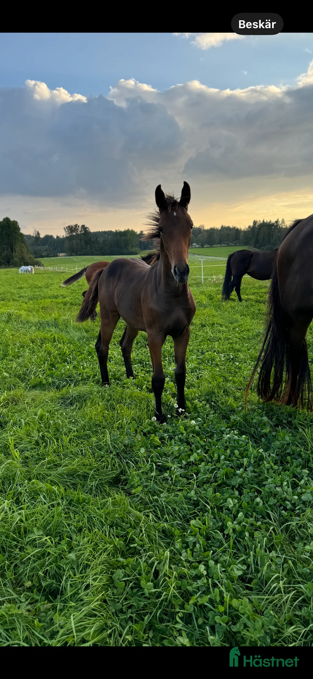 Hoppning hästar till salu: Svenskfödd tvåårshingst e Don't Touch Tiji Hero - Annons 2