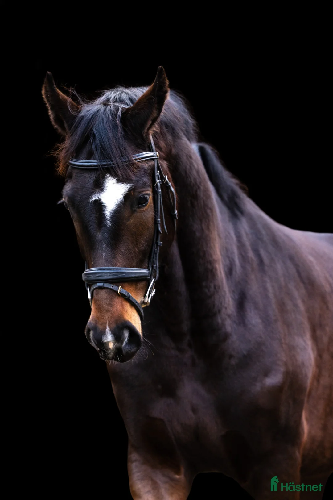 Dressyr hästar till salu: Topsport dressage horse - Annons 1