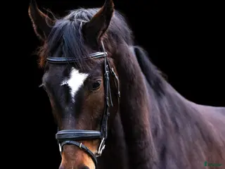 Dressyr hästar till salu: Topsport dressage horse - Annons 1