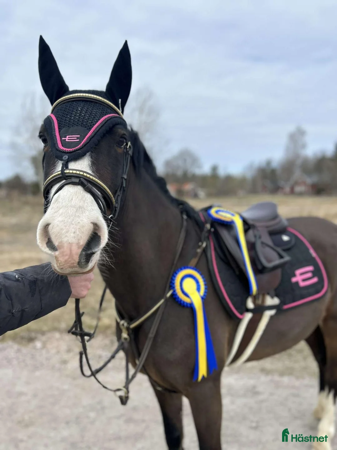 Hoppning hästar till salu: Tävlingsponny med kapacitet för det högsta - Annons 1
