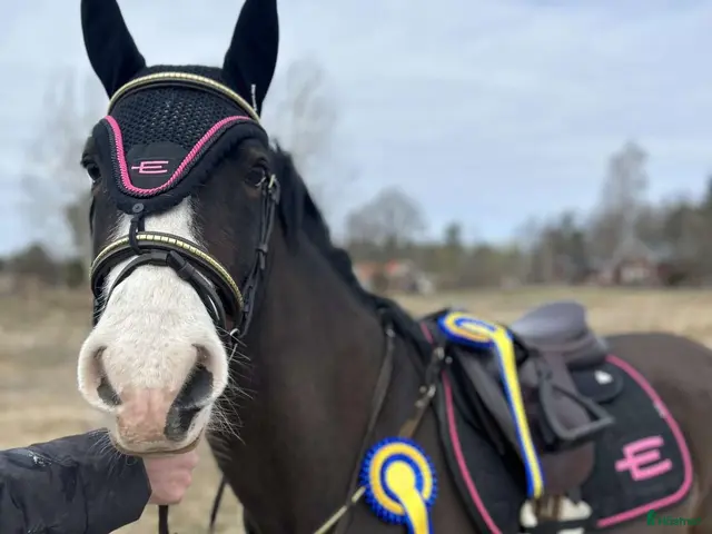 hästar Tävlingsponny med kapacitet för det högsta - Annons 5