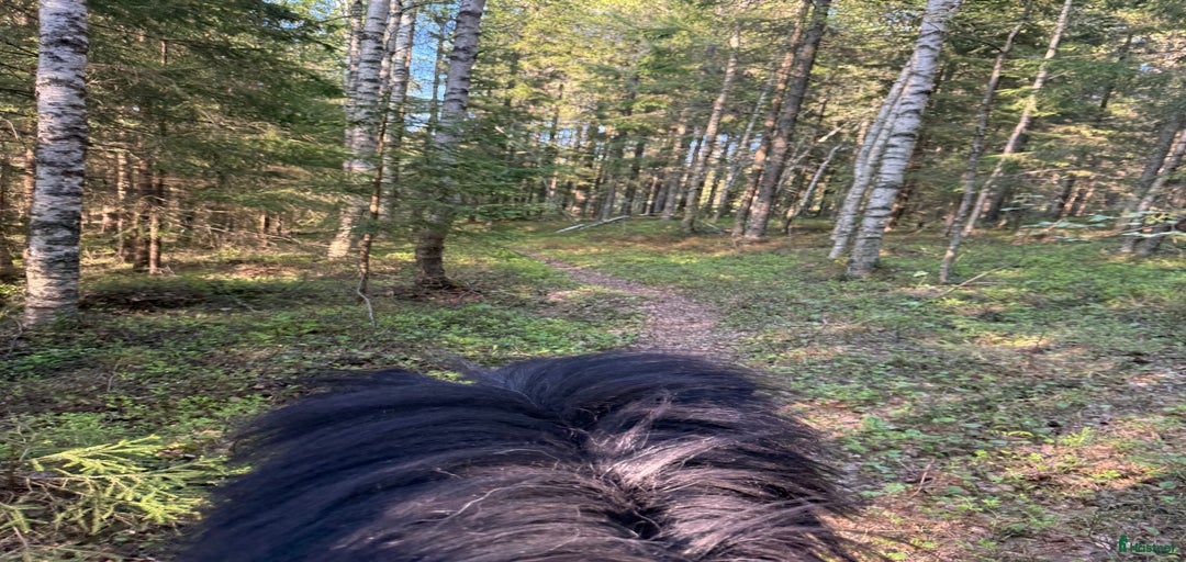 Galleribild {{count}}