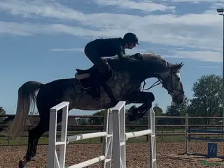 hästar 6-åring med stort hopp - Annons 13