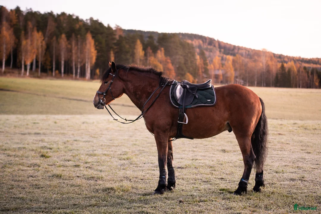 Allround hästar till salu: Ståtlig valack med rolig personlighet i Bollstabruk - Annons 2