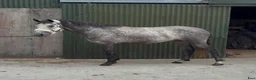 Allround hästar till salu: Connemara gelding 155cm - Annons 4