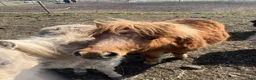 Övrigt hästar till salu: Minishetland hingst  - Annons 5