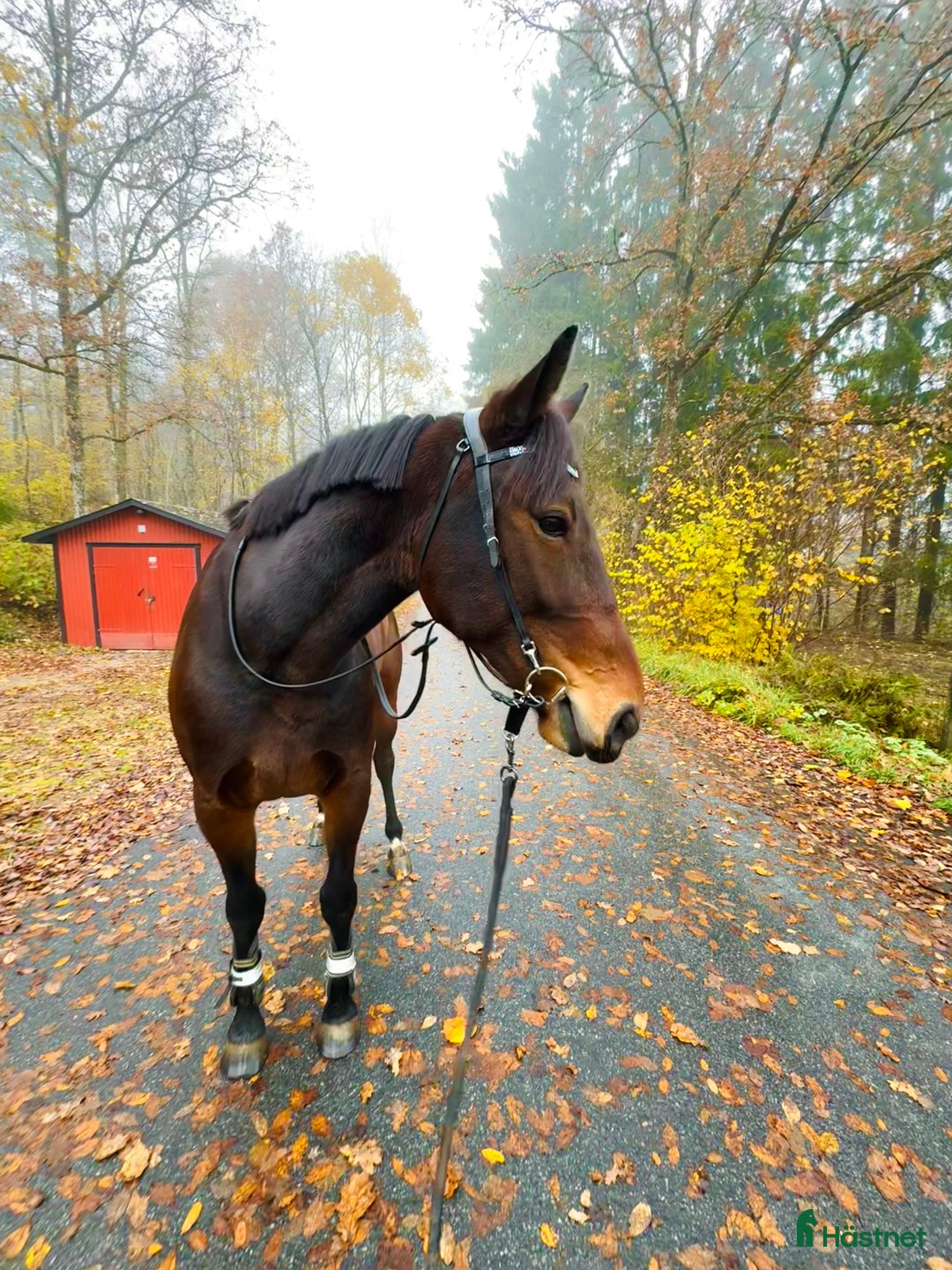Allround hästar till salu: Är du Natos nya bästavän?  i Skene - Annons 3