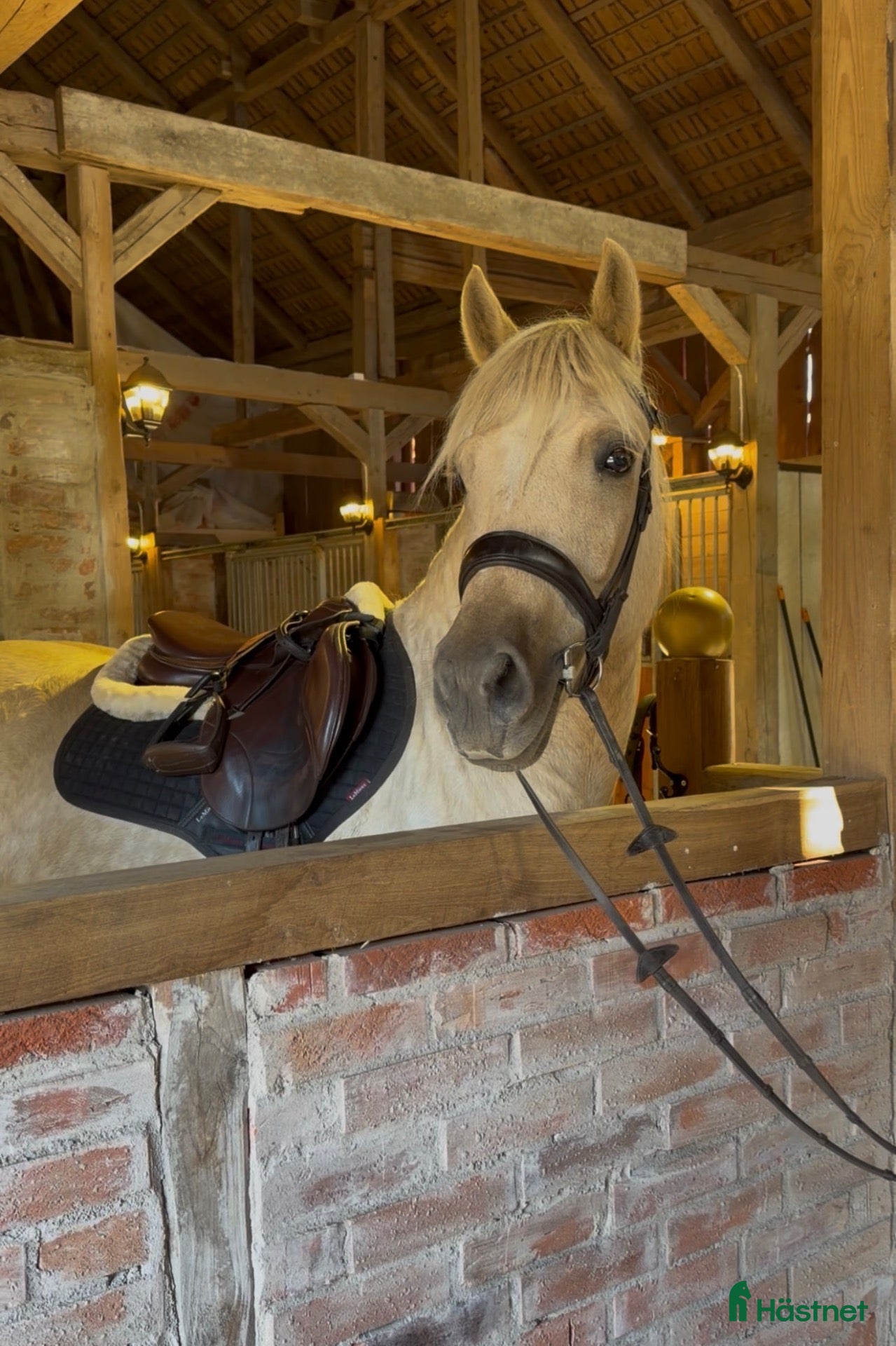  hästar Lyxig Welsh cob, framtida tävlingsponny! - Annons 1