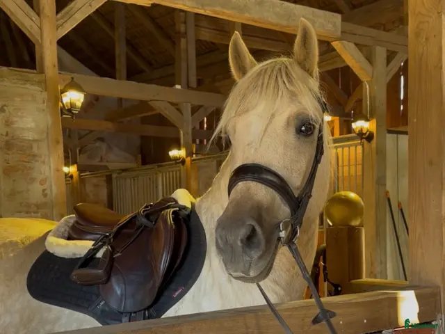 hästar till salu: Lyxig Welsh cob, ev byte? - Annons 1
