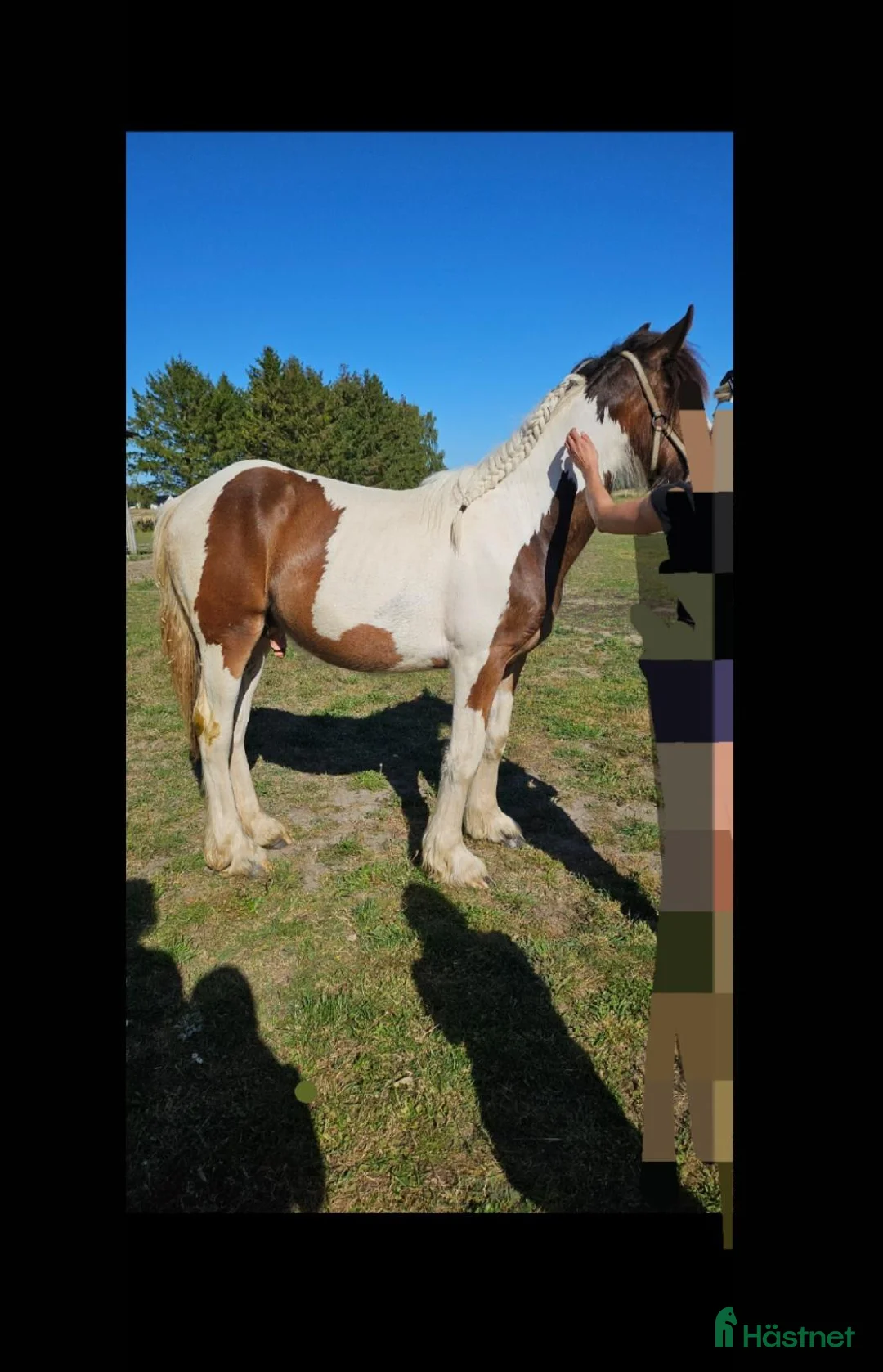 Allround hästar till salu: Supetrevlig irish cob - Annons 4