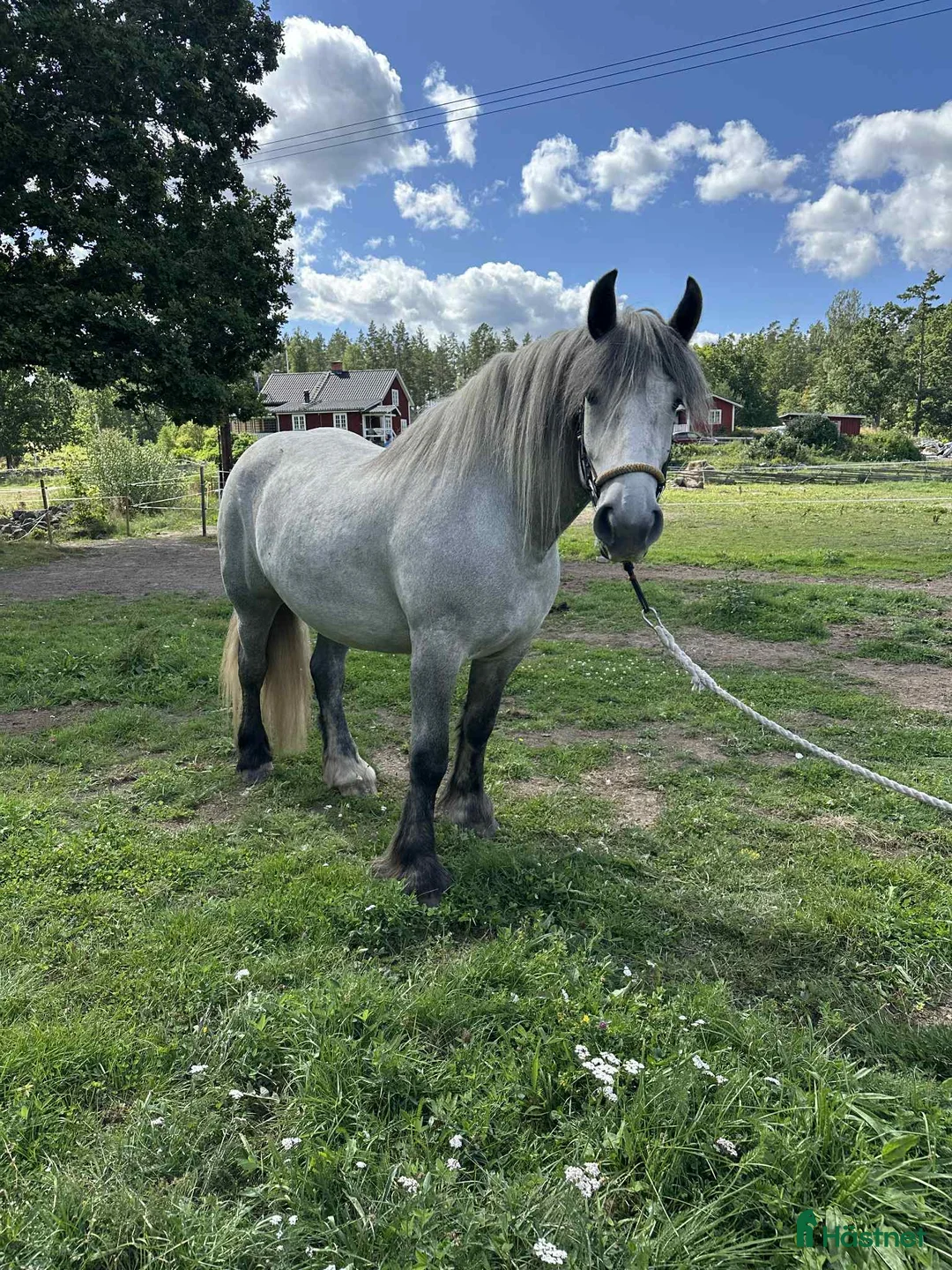 Allround hästar till salu: Underbart kallblods sto - Annons 4
