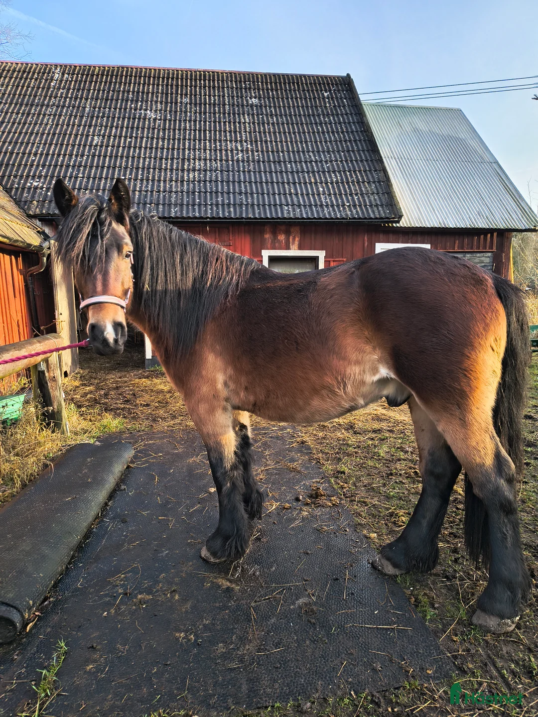 Allround hästar till salu: Mycket hanterad nordsvensk valack  - Annons 1