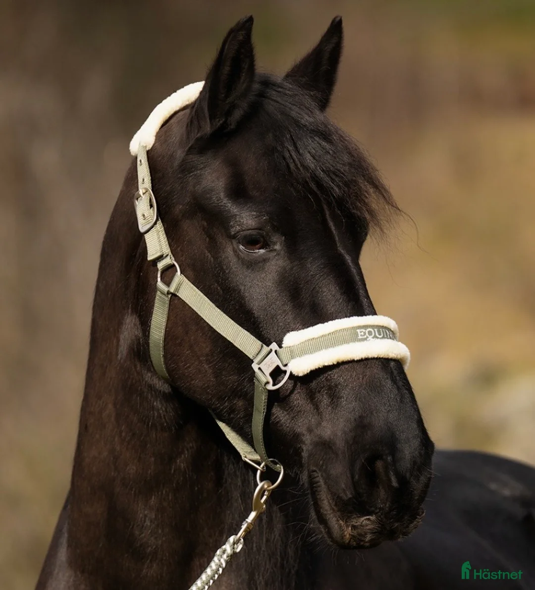 Övrig Hästutrustning hästutrustning till salu: 2 grimmor+grimskaft i Malmö - Annons 1