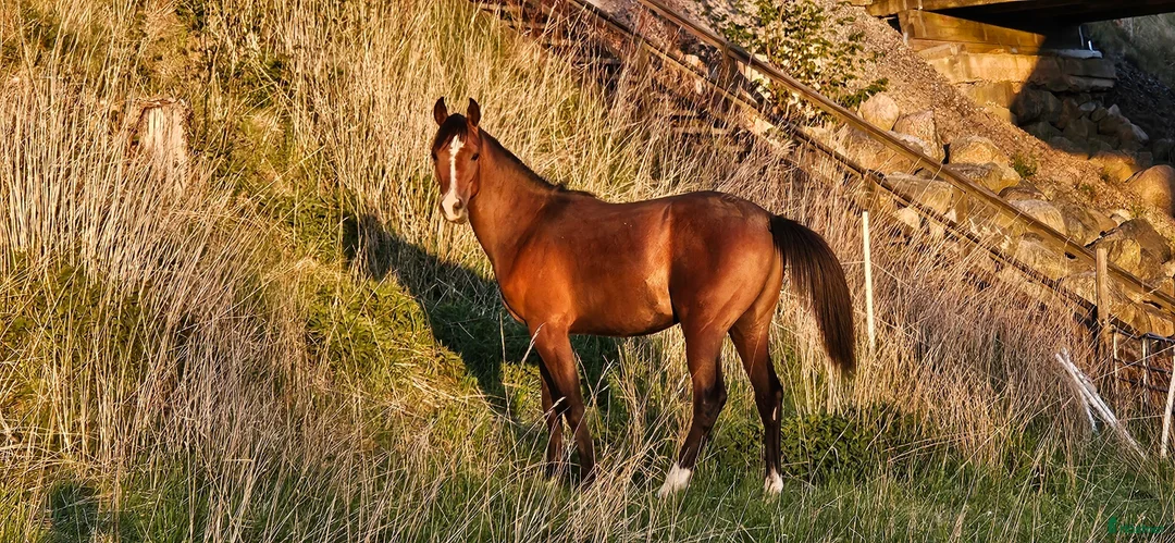 Allround hästar till salu: Stor skm valack med framåtanda. STORA rörelser!! i Tystberga - Annons 2