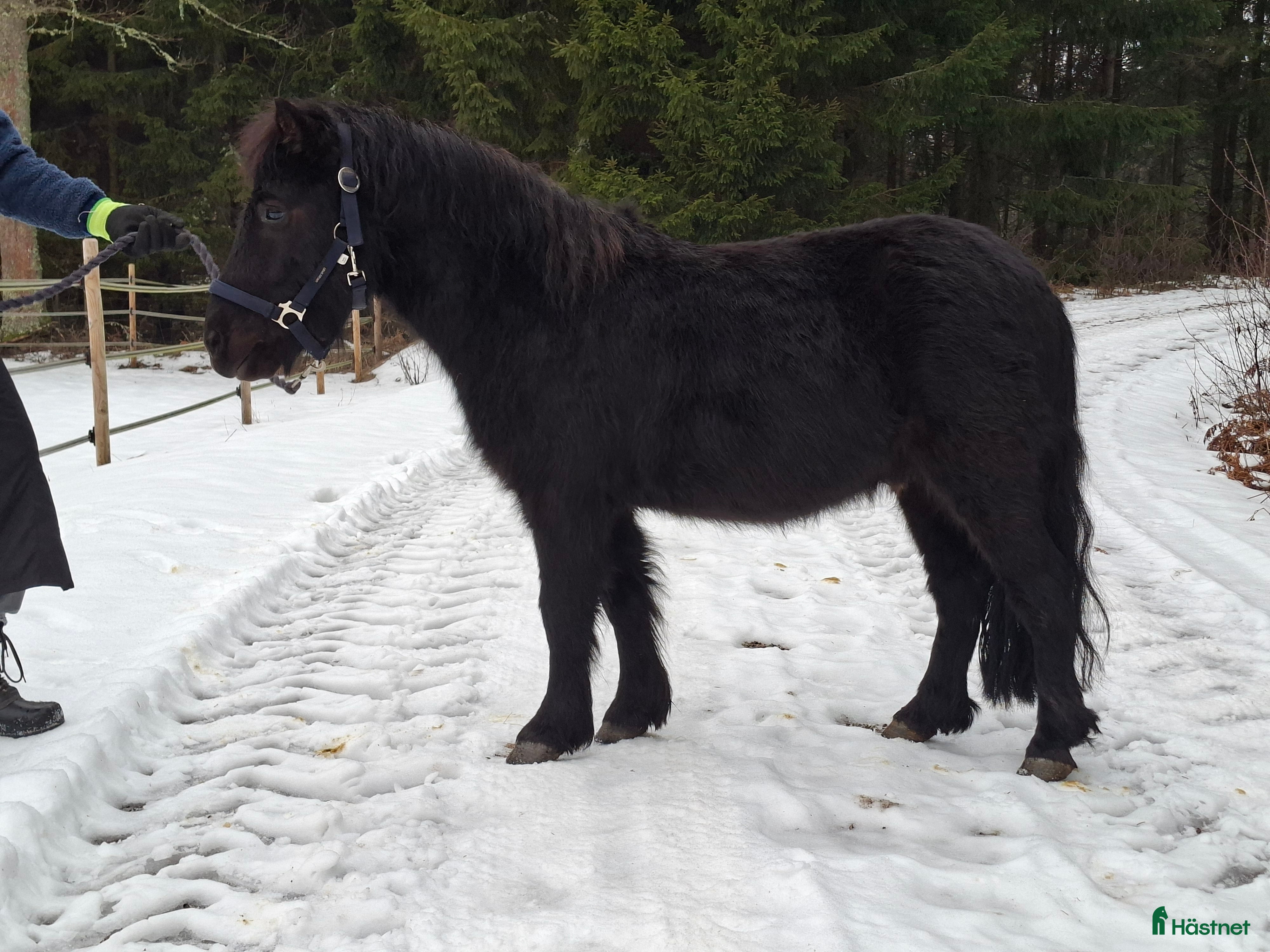  hästar Bruksvalack i Vreta Kloster - Annons 3