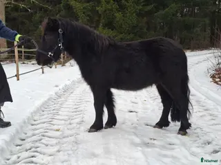 hästar Bruksvalack i Vreta Kloster - Annons 3