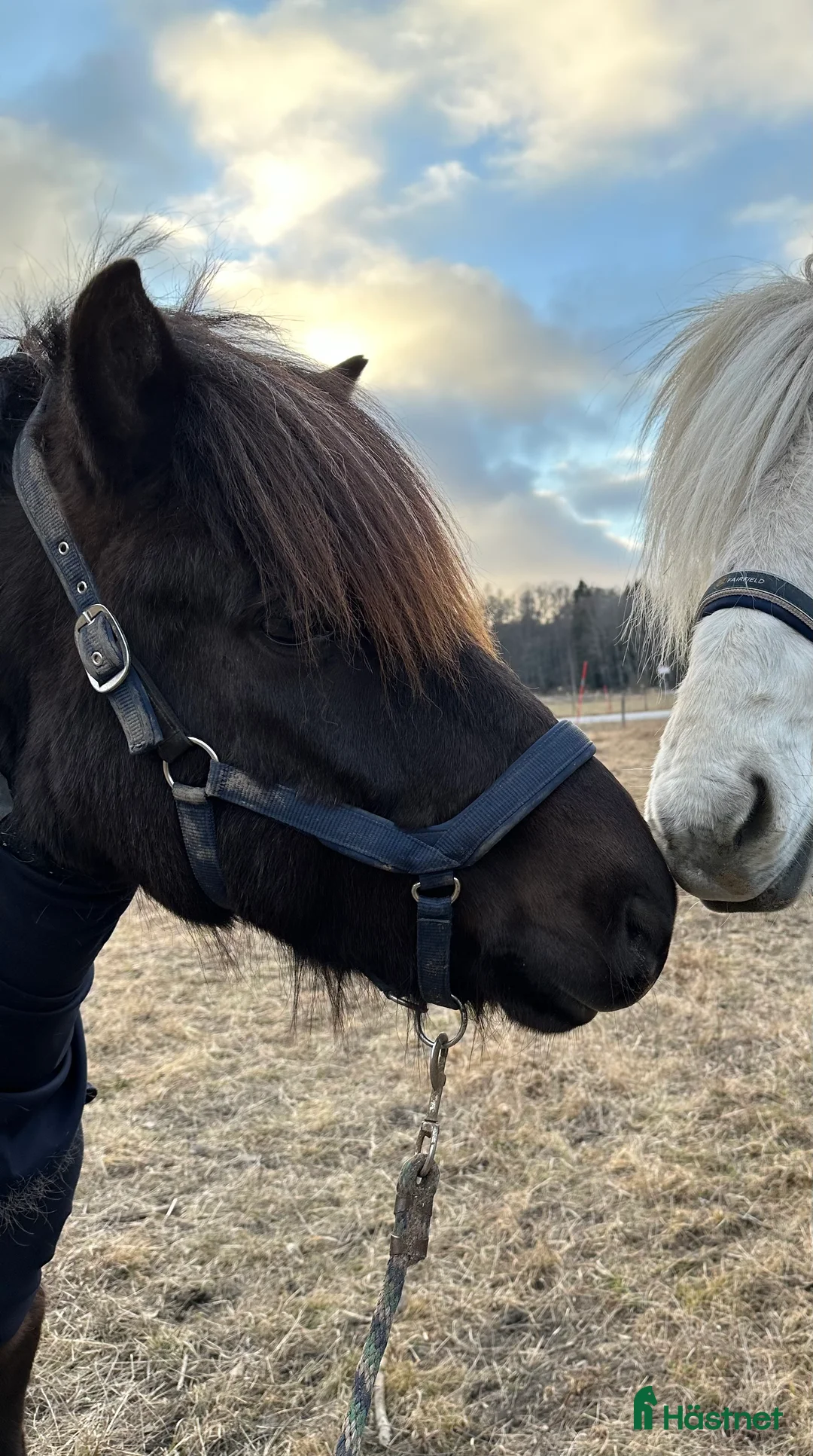  medryttarhäst finnes: Medryttare sökes -minst två dagar/vecka  - Annons 3