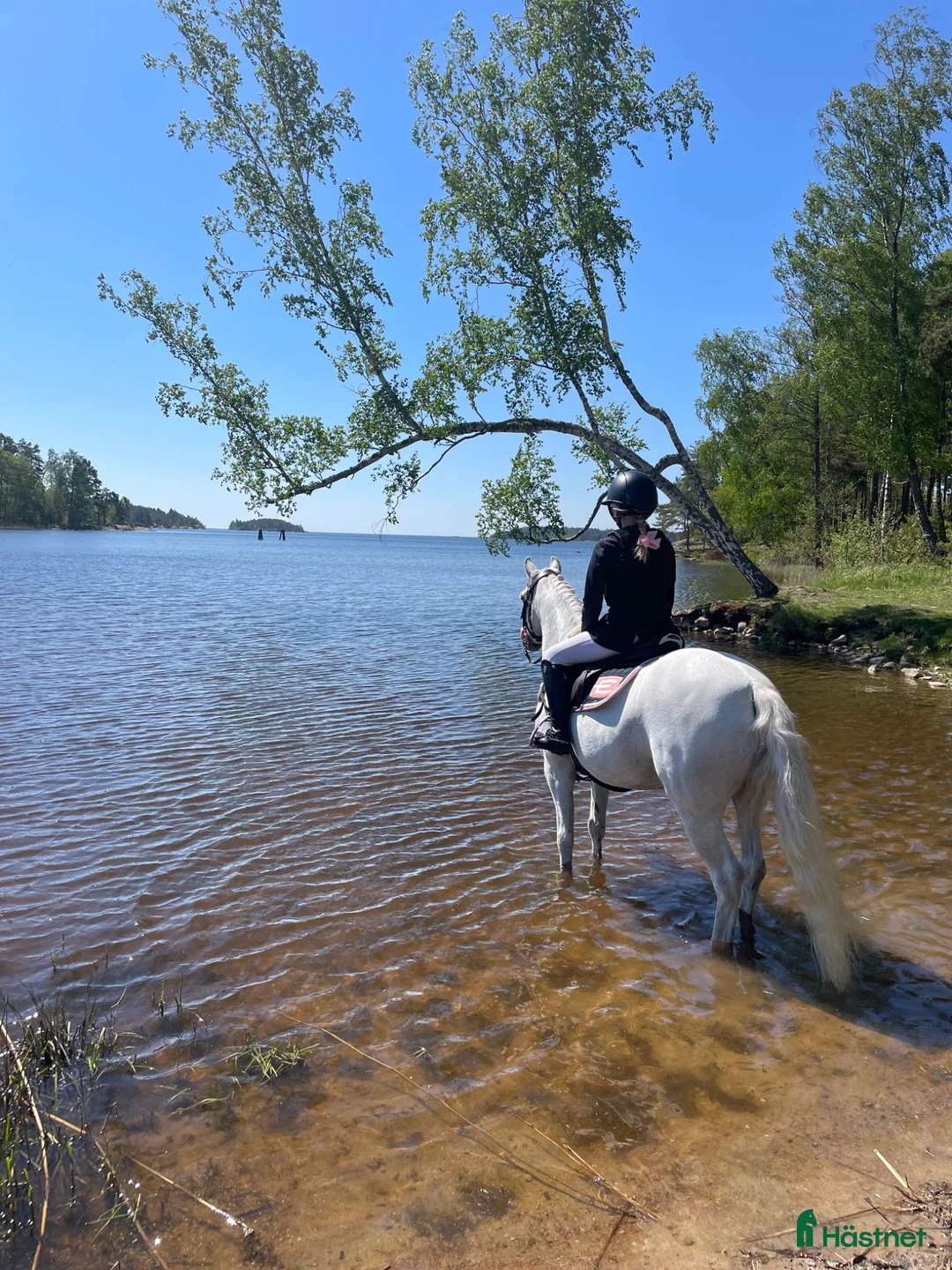Hoppning hästar till salu: Drömponny i Ånimskog - Annons 2