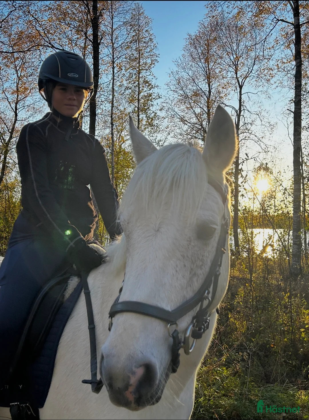 Allround hästar till salu: Välriden och charmig maxad D-ponny  - Annons 2