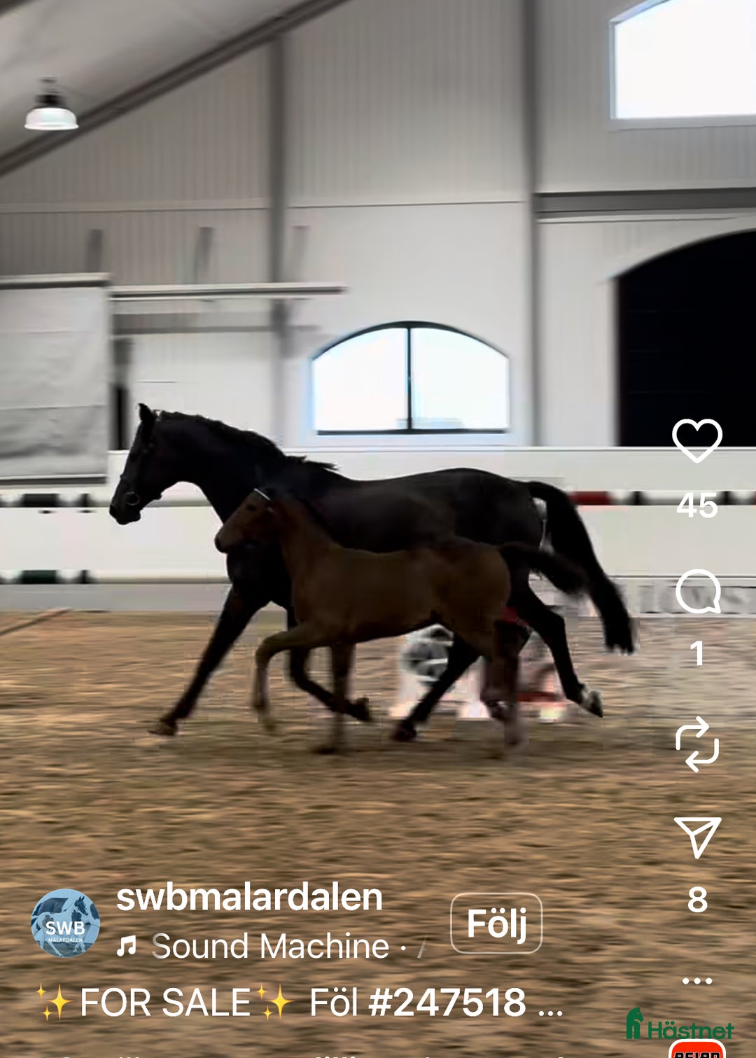 Hoppning hästar till salu: Premieföl med fantastiskt möderne i Köping - Annons 7