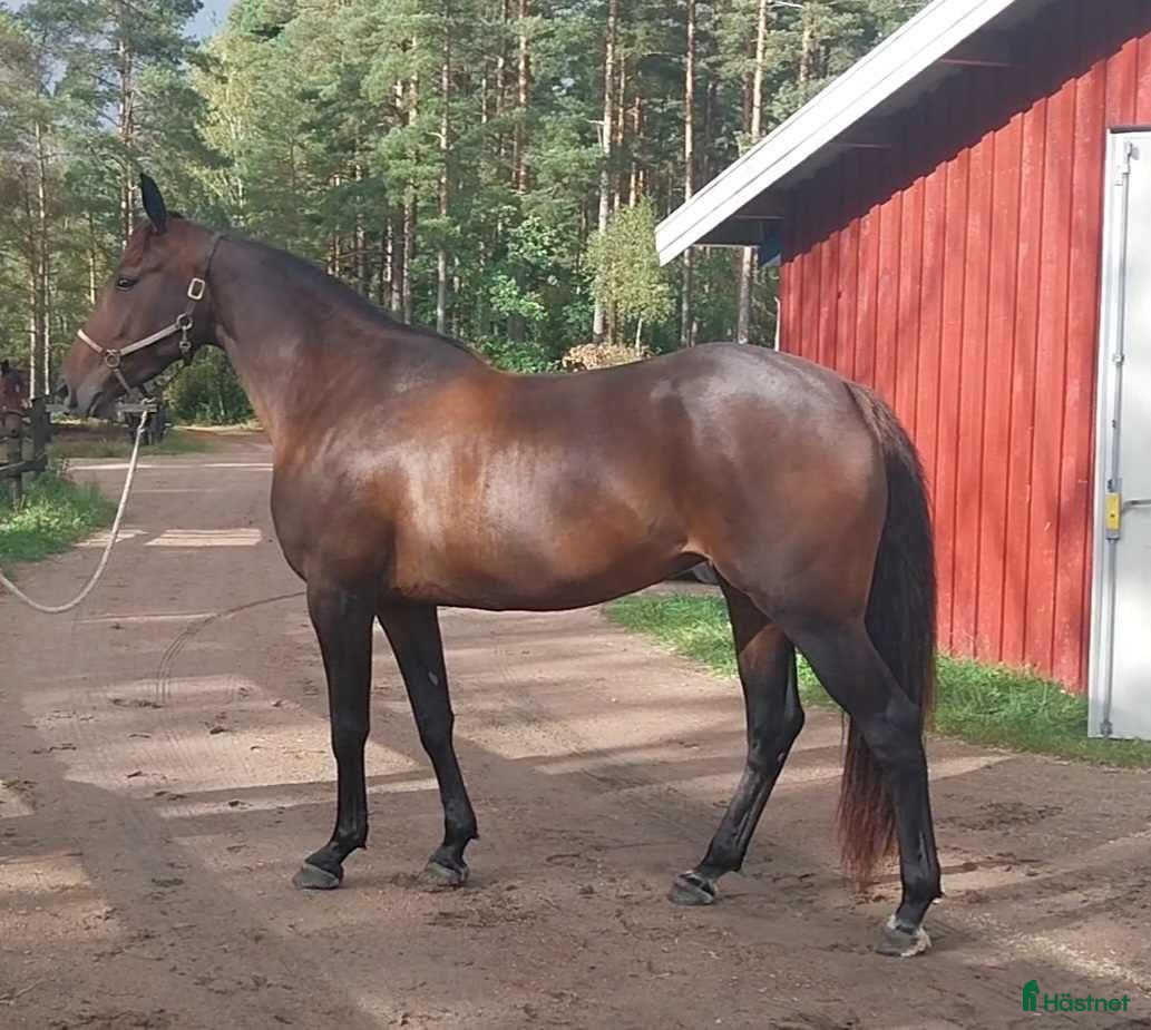  hästar Dramaqueen - Annons 1