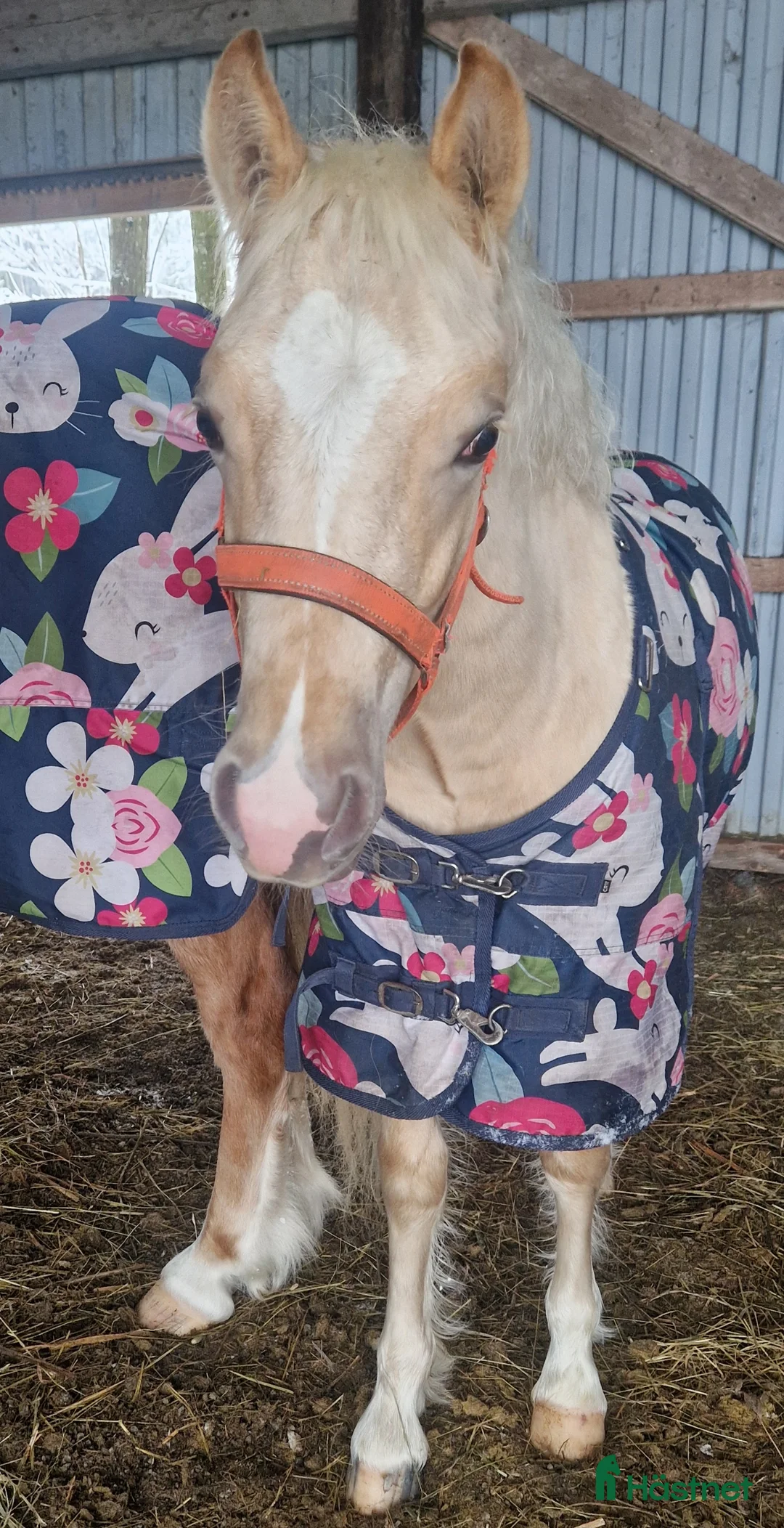 Allround hästar till salu: Rainbow in the Dark  i Bollstabruk - Annons 6