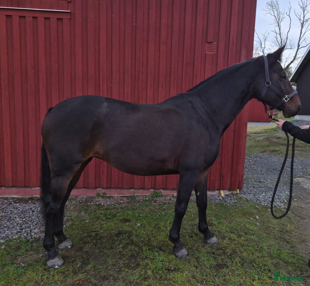 Hoppning hästar till salu: 13 årigt sto i Skepplanda - Annons 2