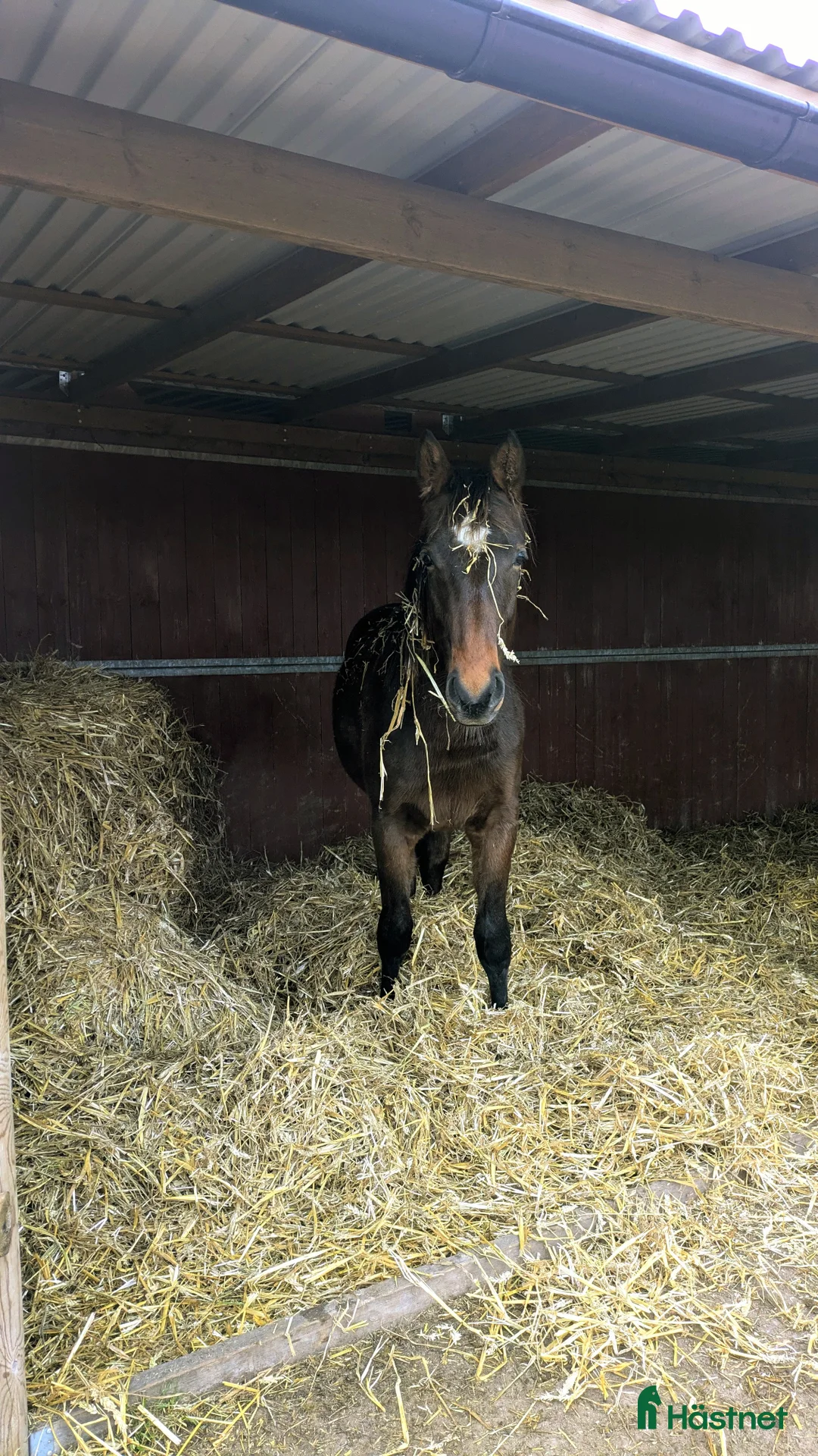  stallplats finnes: 1 ledig plats på underbar lösdrift  i Hörby - Annons 35