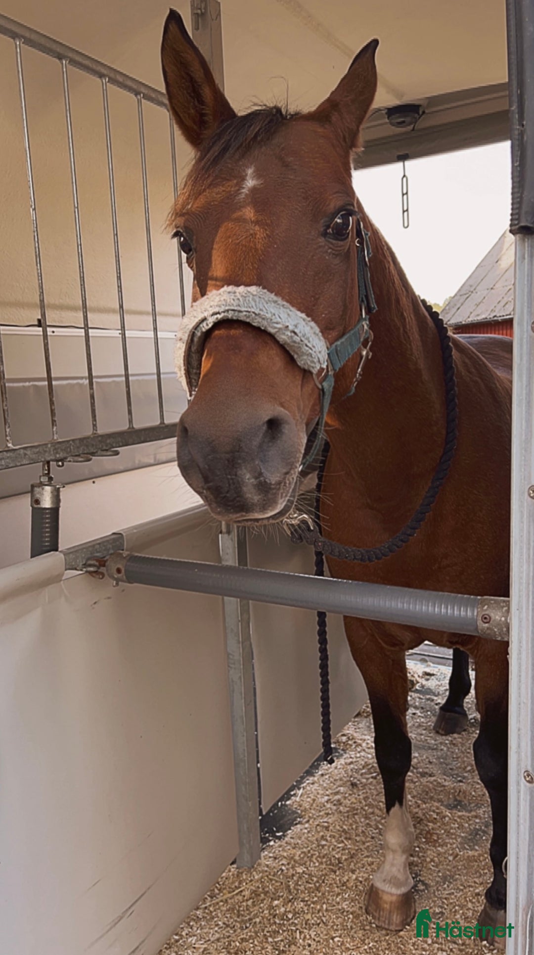 Sällskap hästar till salu: Sällskapshäst/hobby häst säljes i Älmhult - Annons 3