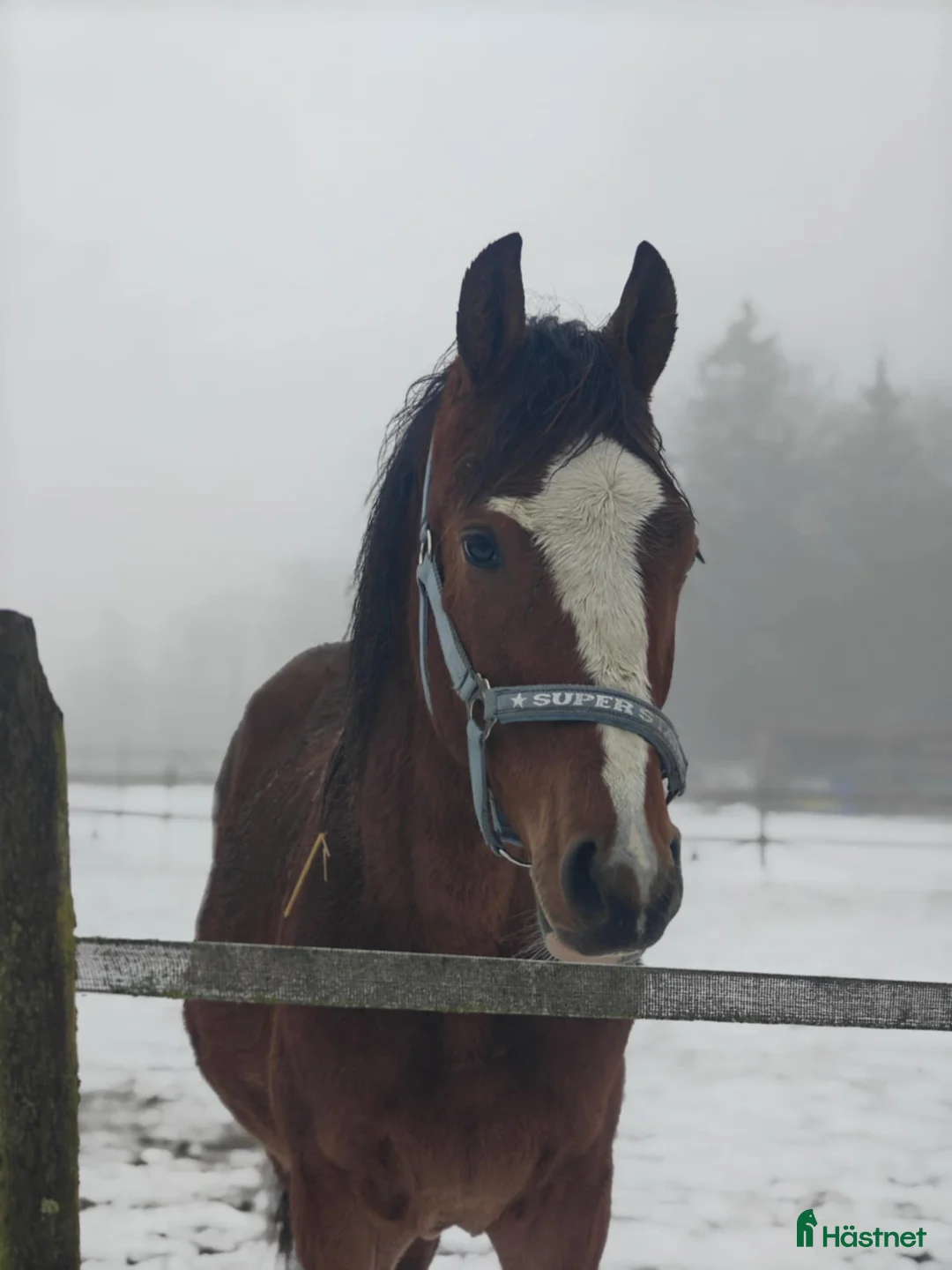 Hoppning hästar till salu: Heartbeat-Cabachon-Cortez  - Annons 2