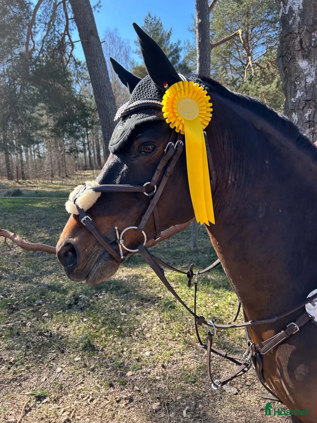 Hoppning hästar till salu: Fantastisk C-ponny!  - Annons 2