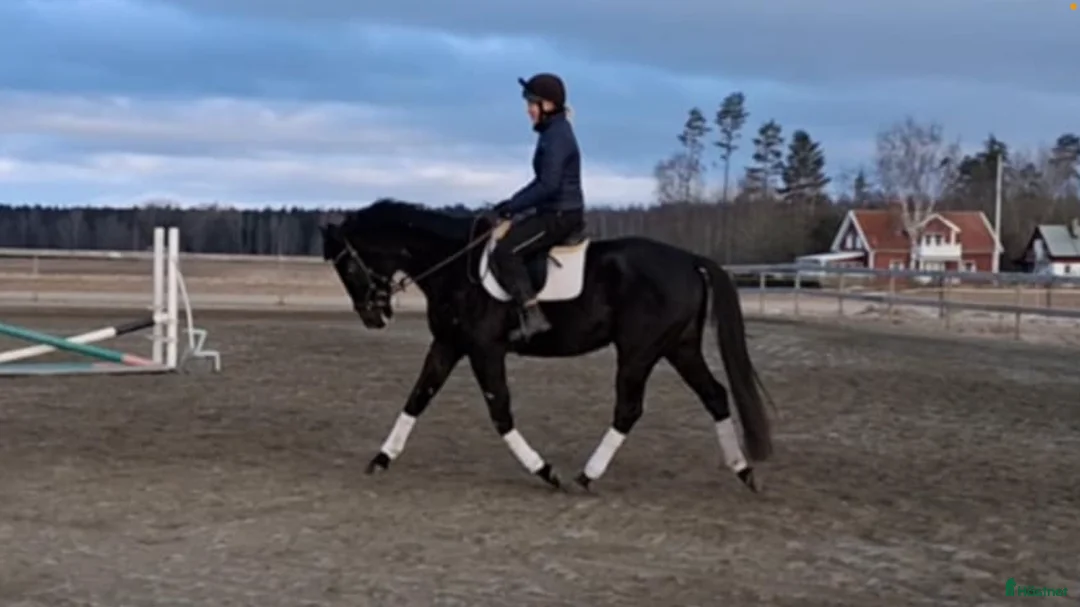 Allround hästar till salu: Svart guldklimp  - Annons 3