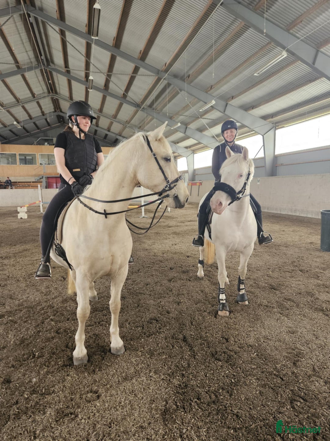 Akademiskt hästar till salu: Underbar valack  i Asmundtorp - Annons 7