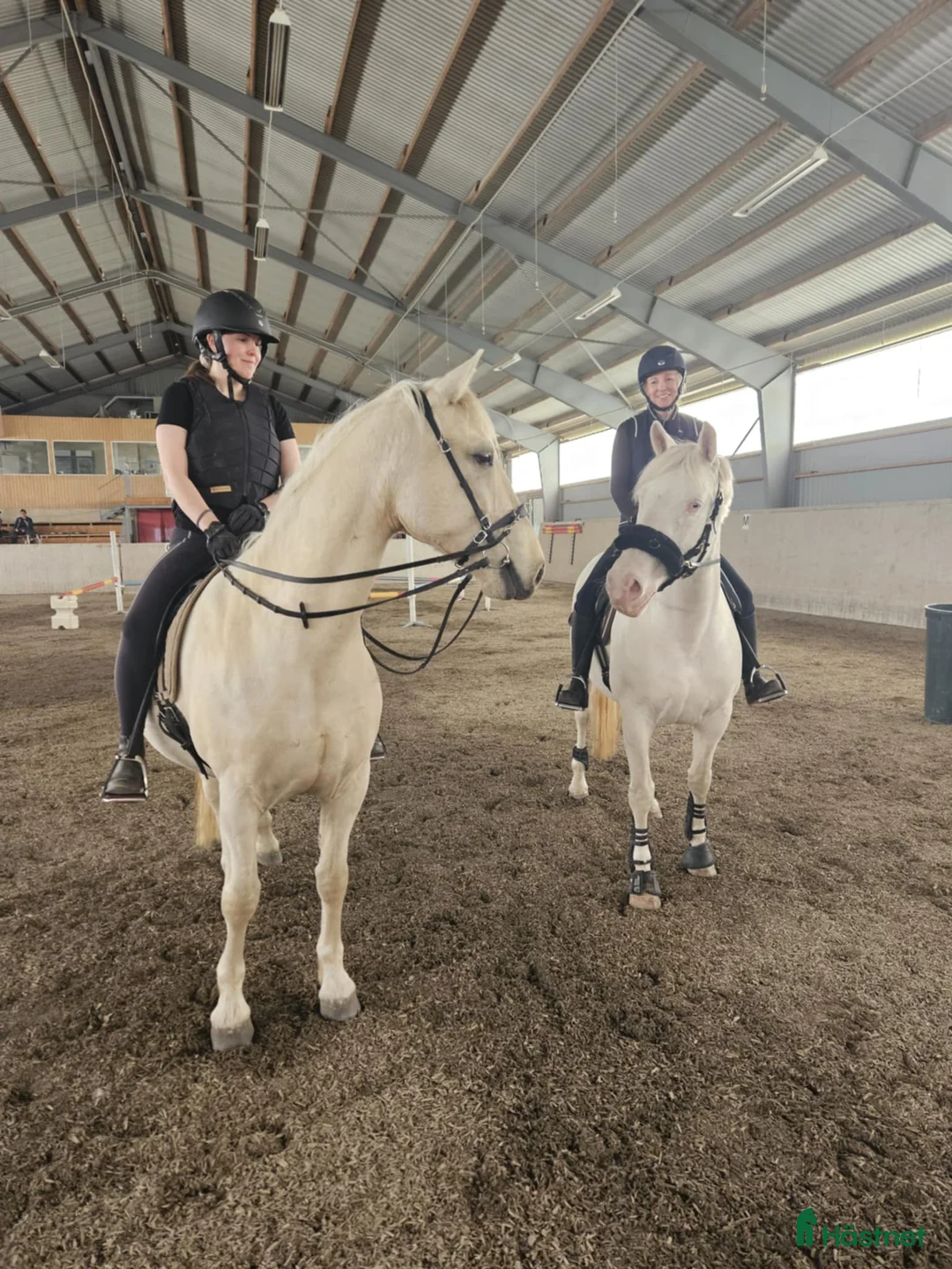 Akademiskt hästar till salu: Underbar valack  i Asmundtorp - Annons 7