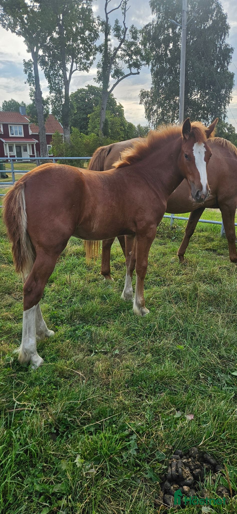  hästar Superfina Cassandra irishcob/vbl - Annons 13