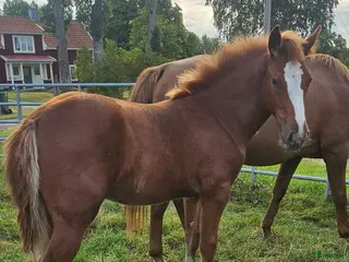 hästar Superfina Cassandra irishcob/vbl - Annons 13