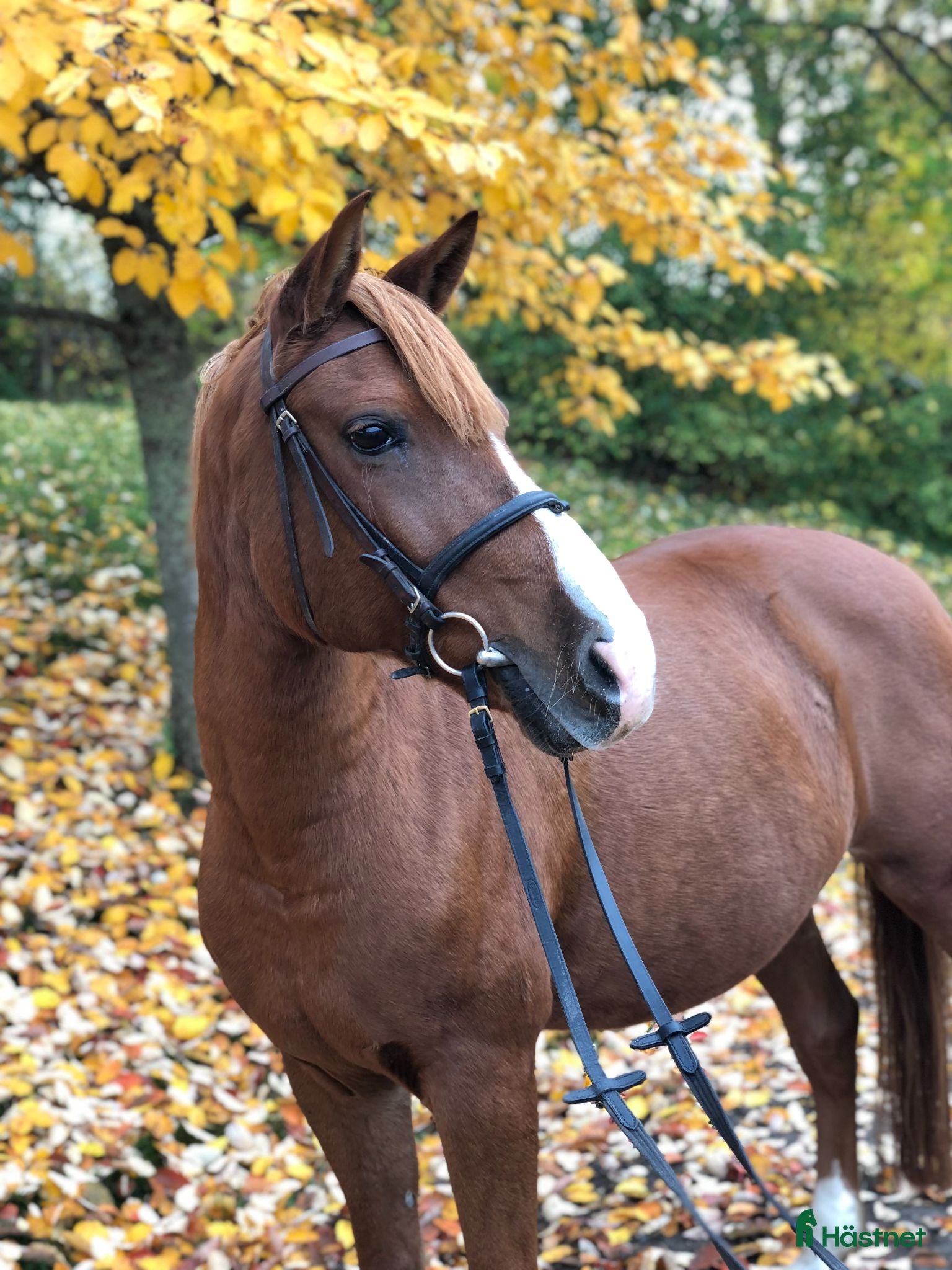  hästar Perfekt första ponny! - Annons 13