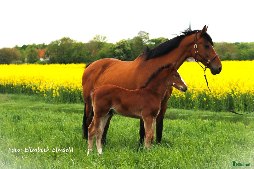 Galleribild {{count}}