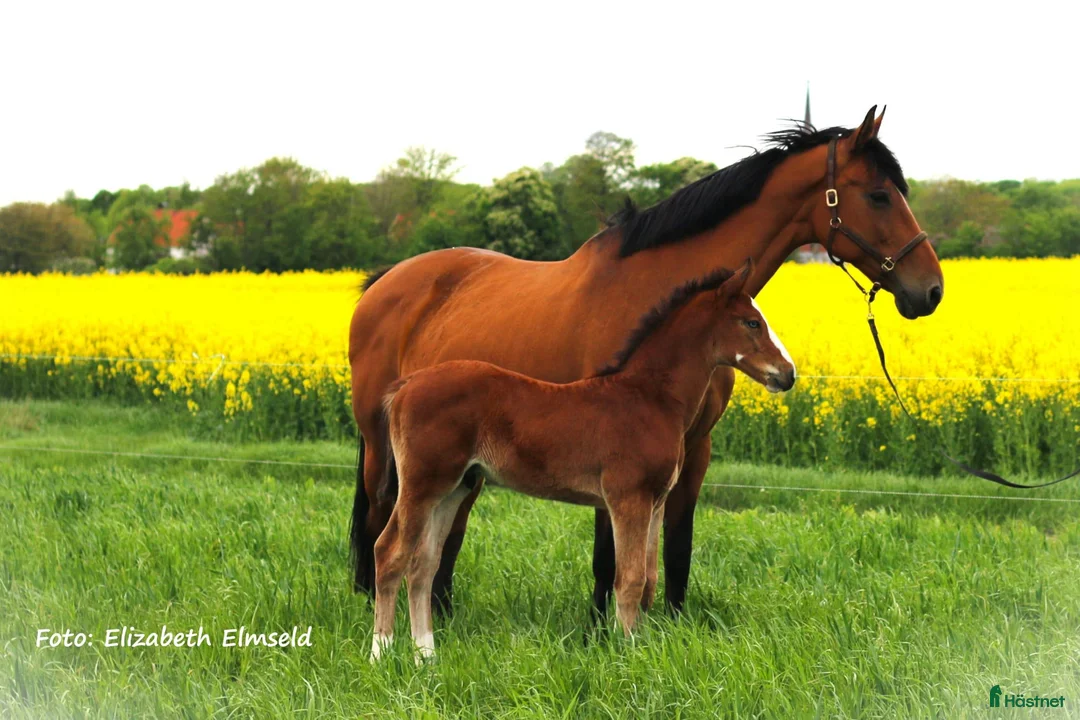 Galleribild {{count}}