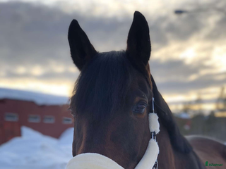 hästar i Arvidsjaur - Annons 39