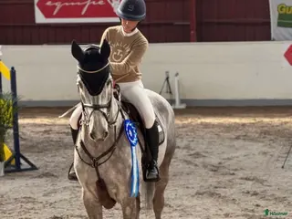 hästar Välriden hoppvallack i Halmstad - Annons 15