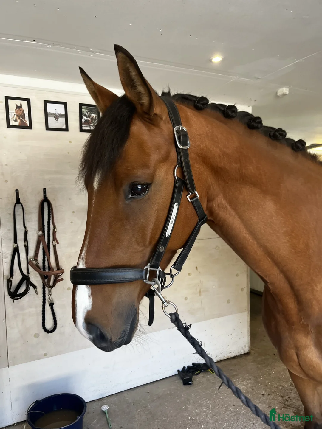 Dressyr hästar till salu: Dressyrhäst med utstrålning  - Annons 2