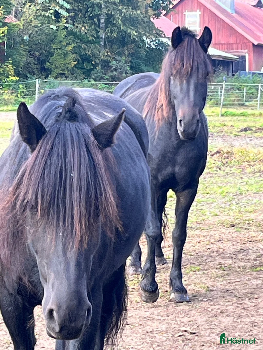 Allround hästar till salu: Finaste systrarna söker nytt hem akut  i Forshaga - Annons 4