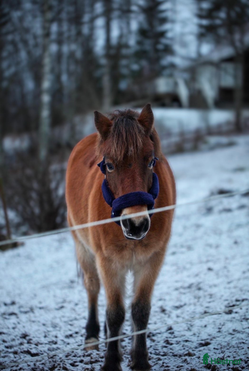 Allround hästar till salu: Världens snällaste gotlandsruss  - Annons 1