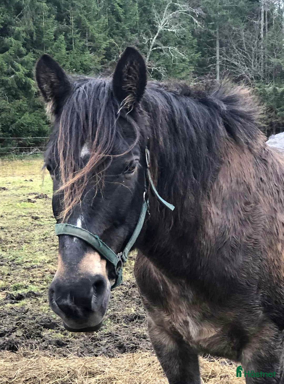 Allround hästar till salu: Mycket trevligt inridet sto söker sista hem i Borlänge - Annons 3