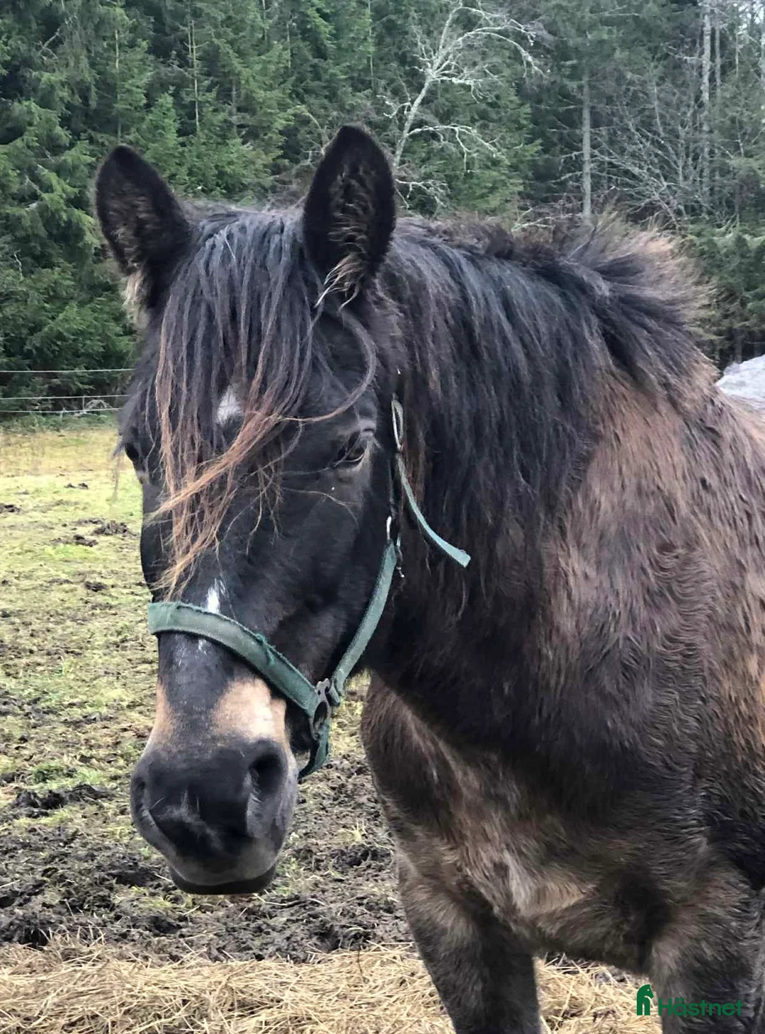 Allround hästar till salu: Mycket trevligt inridet sto söker sista hem - Annons 4