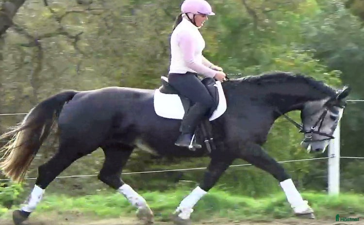  hästar i Örsundsbro - Annons 3