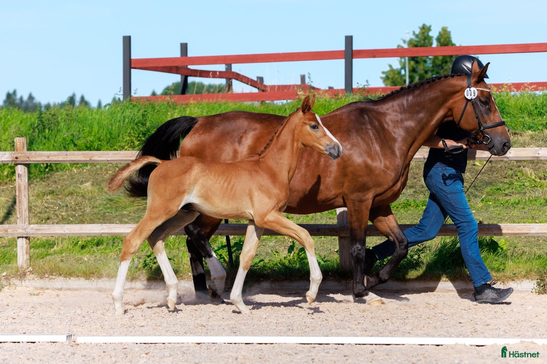 Hoppning hästar till salu: Hingstföl med meriterat möderne i Säter - Annons 3